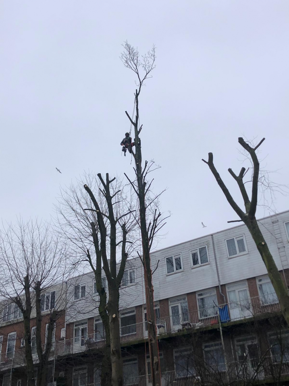 Bomensnoeien-Rotterdam-02